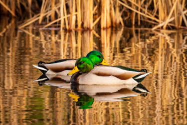 A Pair of Mallards at Lake Ballinger