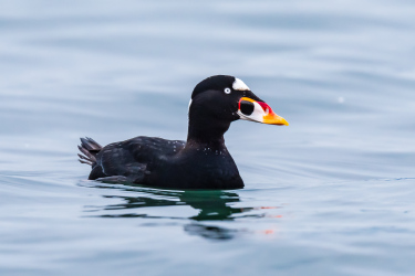 Surf Scoter in Semiahmoo Bay