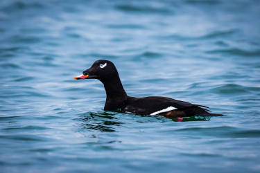 White-winged Scoter in Semiahmoo Bay