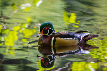 Wood Duck
