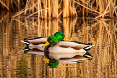 A Pair of Mallards at Lake Ballinger