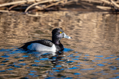Ring-necked Duck at Lake Ballinger