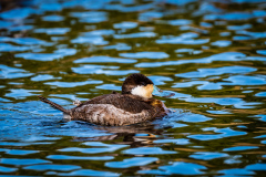 Ruddy Duck on Bitter Lake