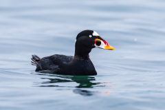 Surf Scoter in Semiahmoo Bay