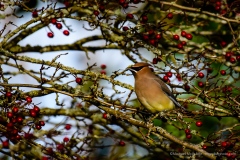 "A Bird and its Berries"