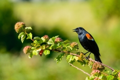 Red-winged Blackbird