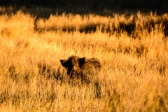 Wild Boar