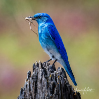 Mountain Bluebird With Grasshopper