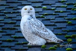 Snowy Owl On Rooftop