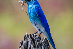 Mountain Bluebird With Grasshopper
