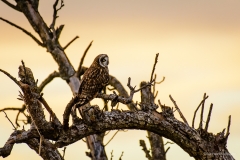 Short-eared Owl