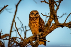 Short-eared Owl