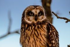 Short-eared Owl