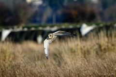 Short-eared Owl