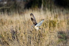 Short-eared Owl
