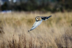 Short-eared Owl