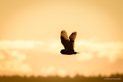 Short-eared Owl