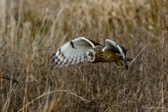 Short-eared Owl