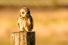 Short-eared Owl