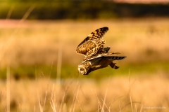 Short-eared Owl