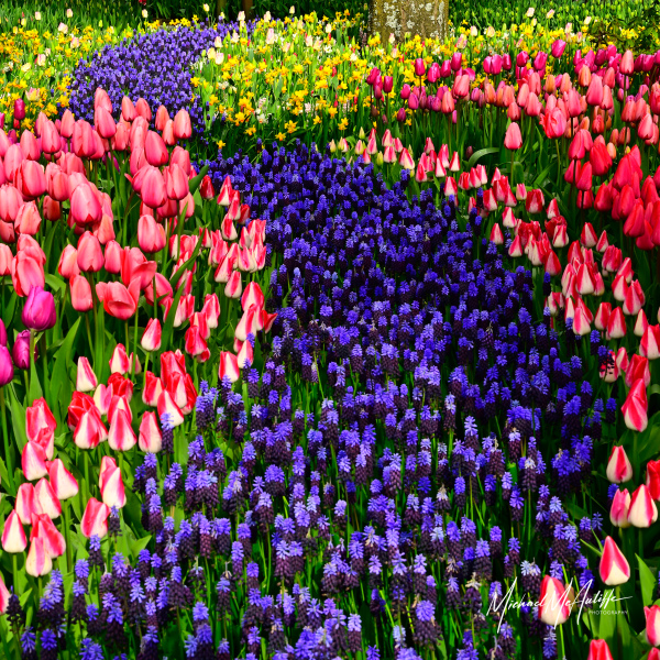 Skagit Valley Tulips