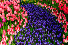 Skagit Valley Tulips