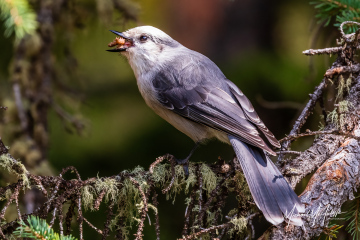 Canada Jay Canada Jay