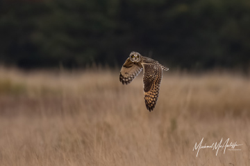 Short-eared Owl Short-eared Owl