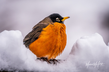 American Robin In The Snow