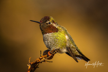 Anna's Hummingbird Anna's Hummingbird