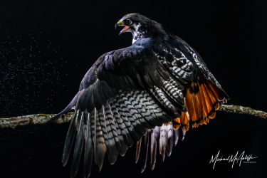 Augur Buzzard