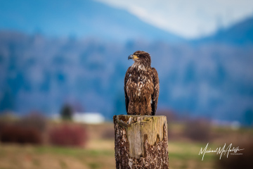 bald-eagle-east90-mcauliffe-imagely-0890 bald-eagle-east90-mcauliffe-imagely-0890