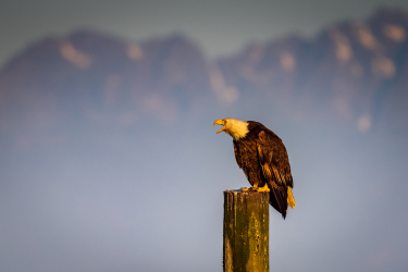 Bald Eagle