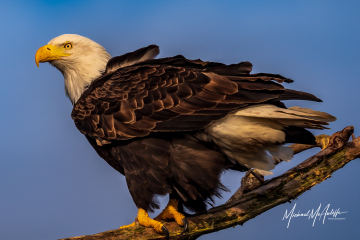 Bald Eagle Bald Eagle