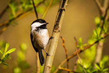 Black-capped Chickadee Black-capped Chickadee