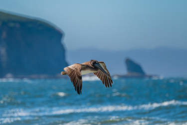 Brown Pelican