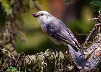 Canada Jay