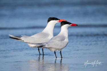 Caspian Terns