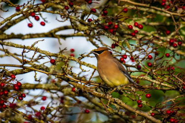 Cedar Waxwing