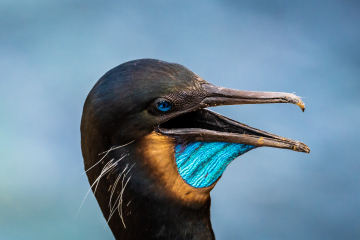 Double-crested Cormorant Double-crested Cormorant