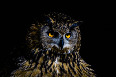 Eurasian Eagle-owl