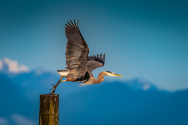 Great Blue Heront Takeoff