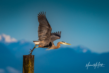 Great Blue Heron Takeoff Great Blue Heron Takeoff