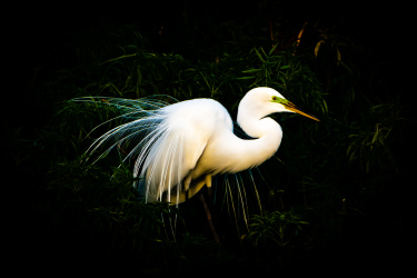 Great Egret