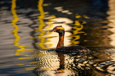 Horned Grebe