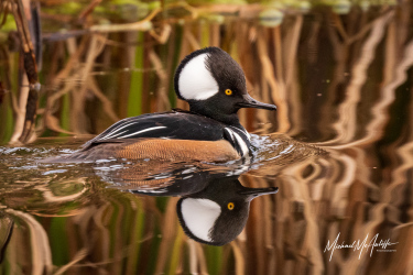 Swimming Male Hooded Merganser