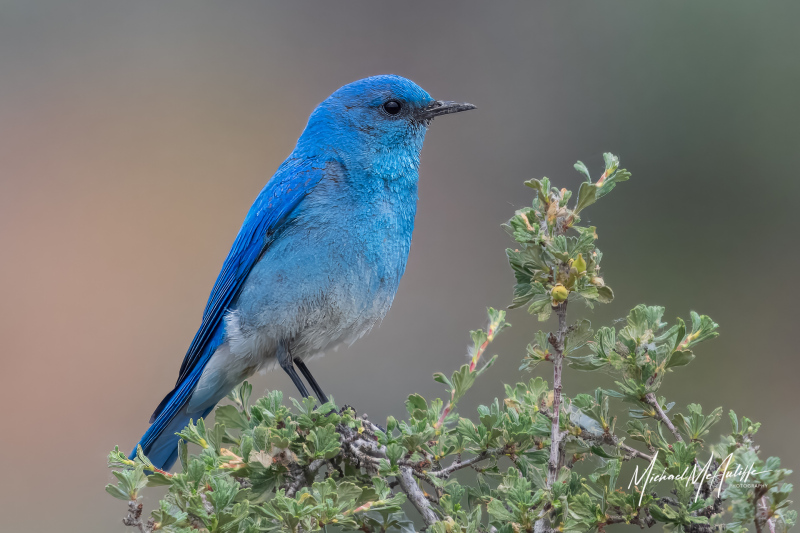 Mountain Bluebird