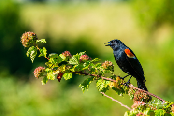 Red-winged Blackbird Red-winged Blackbird
