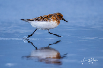Sanderling Sanderling