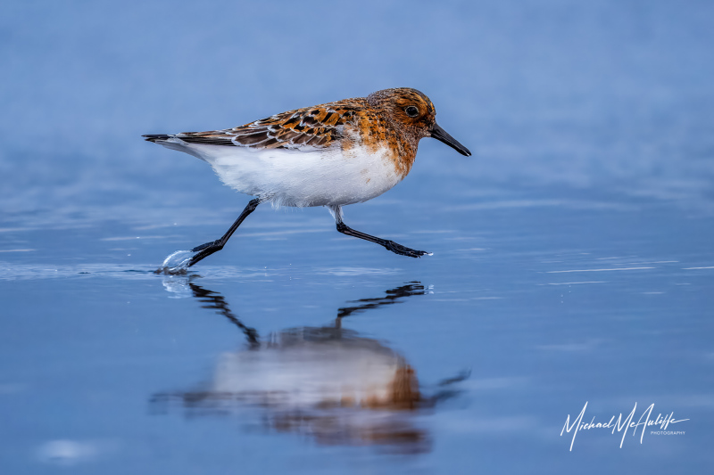 Sanderling